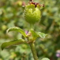 Osbeckia parvifolia Arn.